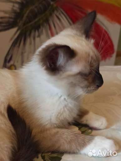 Сиамские котята