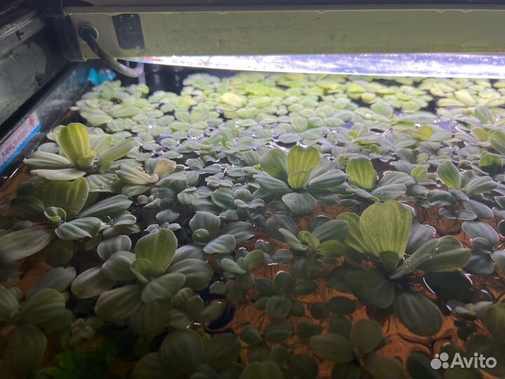 Растения пистия