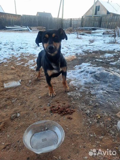 Собака маленькой породы (мальчик) ищет дом