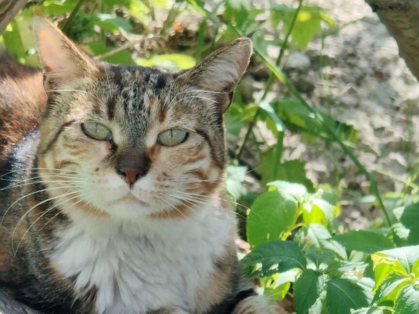 Кошка красотка в добрые руки