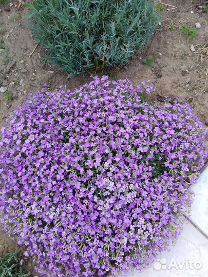 Арабис белый,котовник,шалфей,очиток желтый