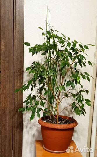 Комнатные растения Фикус