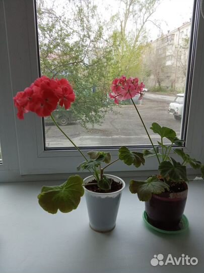 Пеларгонии сортовые