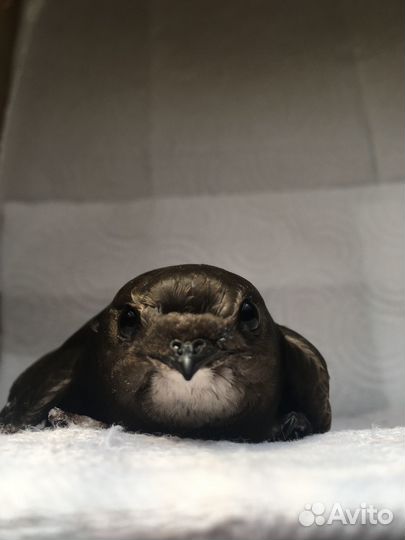 Стриж в Добрые руки