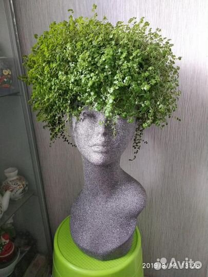 Гелксина (солейролия)