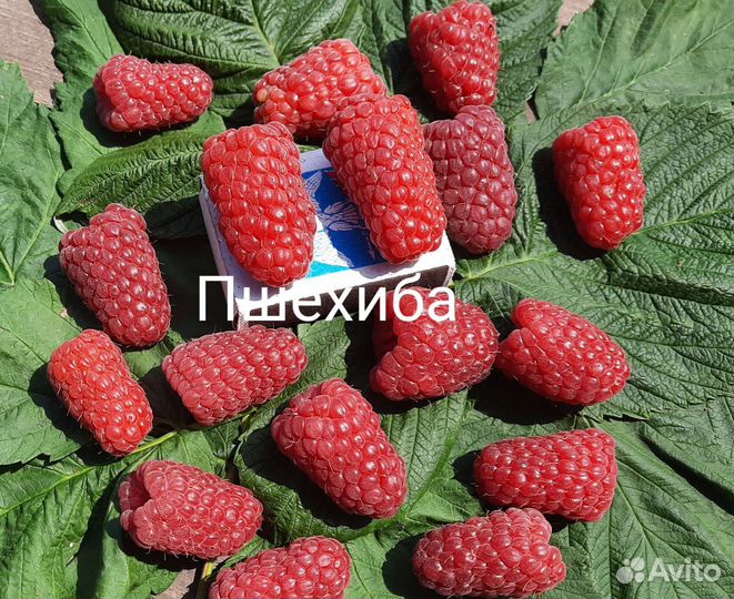 Саженцы малины