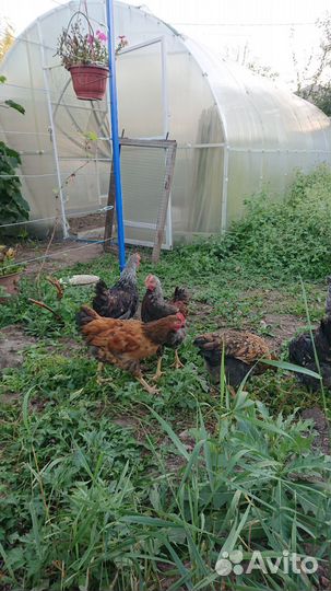 Молодые петушки