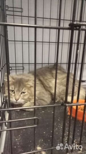 Спасите пушистого кота