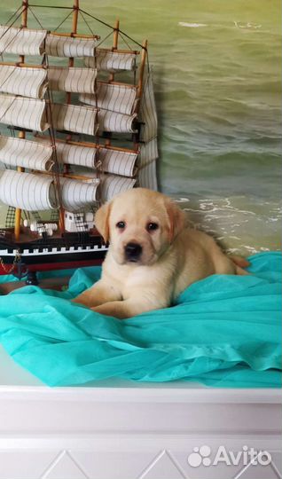 Щенки лабрадора РКФ