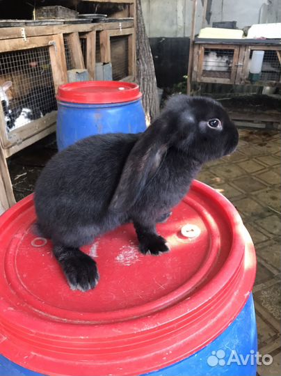 Французский баран