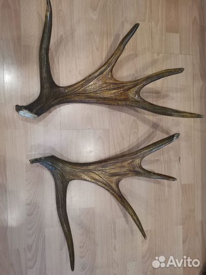 Продам рога оленя