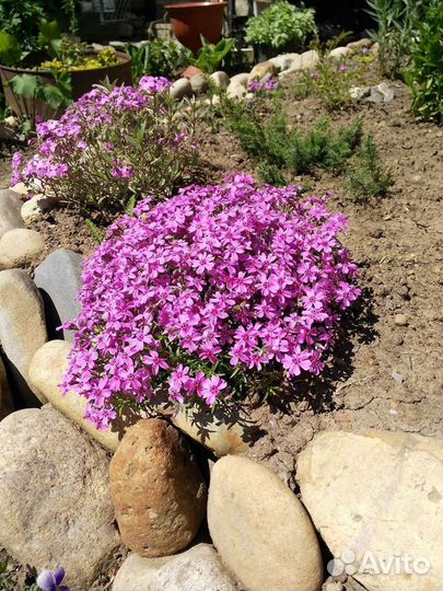 Растения для альпийской горки и рокария