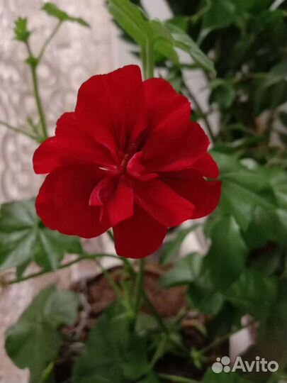 Герань пеларгония