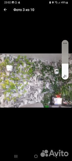 Строманта,хлорофитум и другие цветы,поделюсь