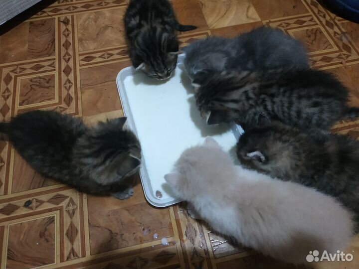 Котята в добрые руки