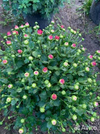 Хризантемы мультифлора