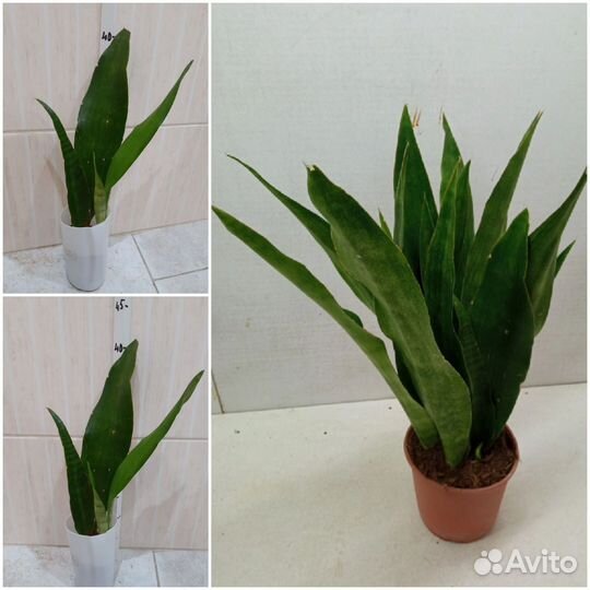 Сансевиеря сортовая в ассортименте