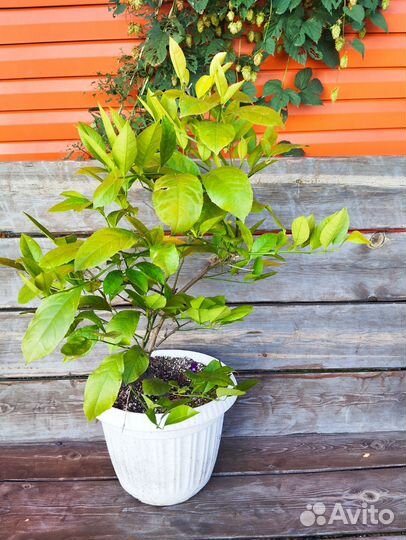 Лимоны взрослые