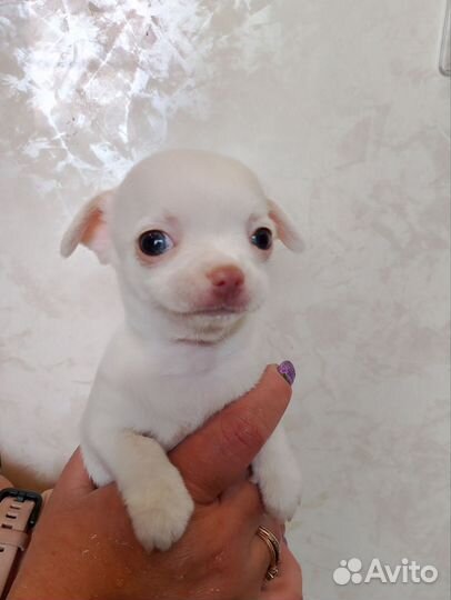 Щенки чихуахуа