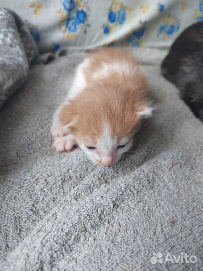 Кошки в добрые руки бесплатно