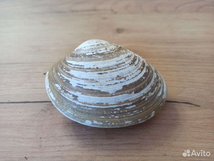 Морская раковина