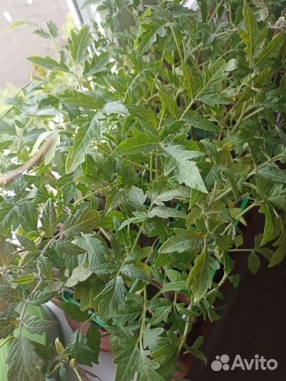 Рассада капусты, помидоров, перцев