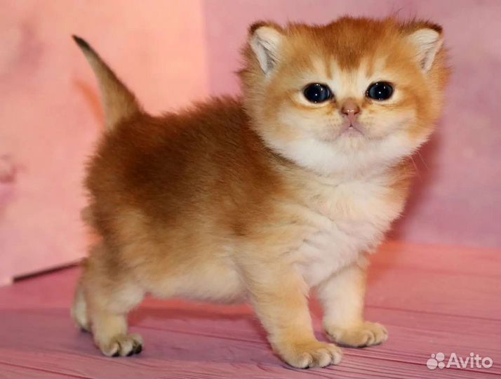 Девочка золотая британская шиншилла Priscilla