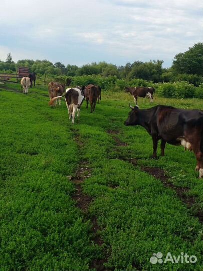 Коровы дойные молочные