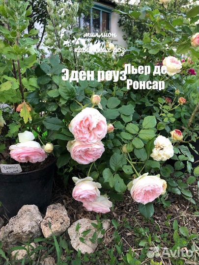 Саженцы роз и плодовых деревьев оптом