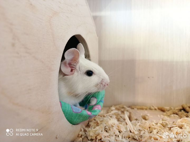 Дегу из питомника