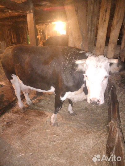 Корова дойная с теленком