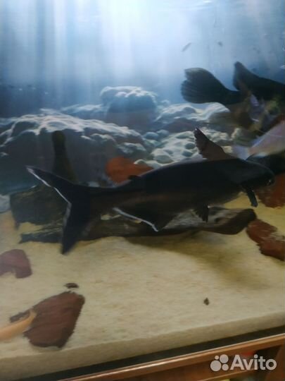 Аквариумные рыбки