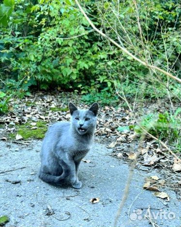 Котёнок подросток Русской голубой бесплатно