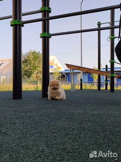 Померанский шпиц