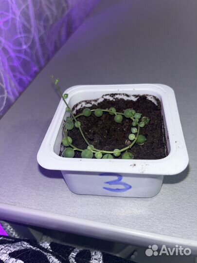 Крестовик Роули