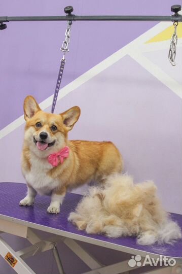 Вычес собак на обьгэс