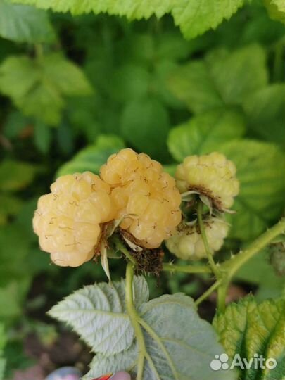 Жёлтая крупная малина 