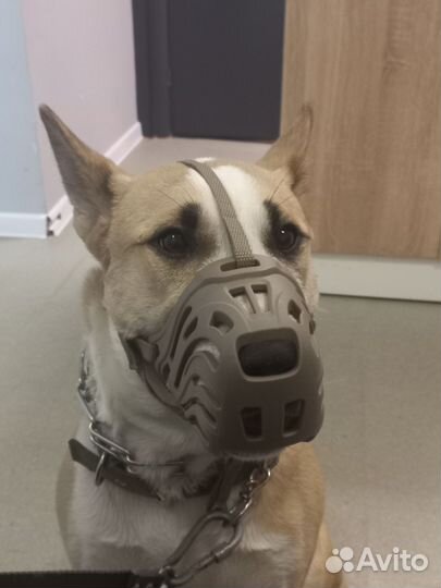 Собака в добрые руки отдам бесплатно