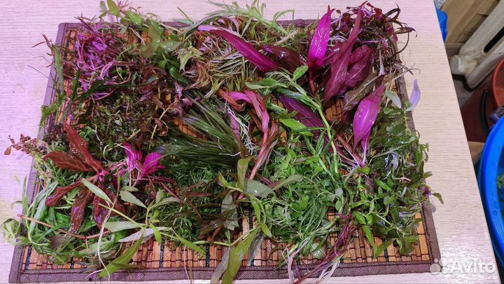 Аквариумные растения, прополка