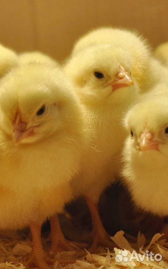 Цыплята бройлеры недельные кобб 500 Чехия