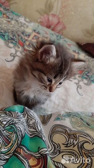 Котик ищет дом