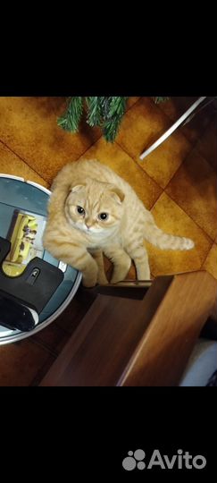 Шотландский вислоухий кот в добрые руки