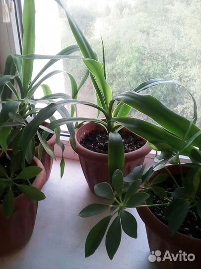 Шефлера, юкка