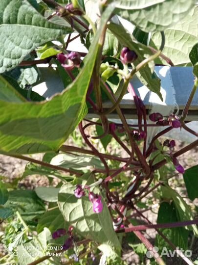 Фасоль овощная, спаржевая