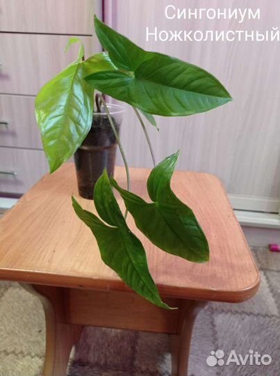 Сциндапсус Сипганиум Традесканция