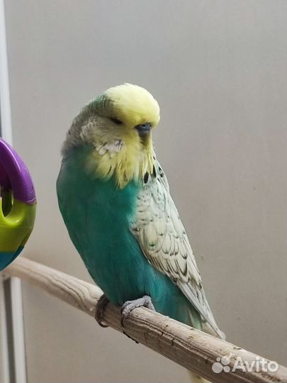 Попугаи чехи, самки, самцы, птенцы