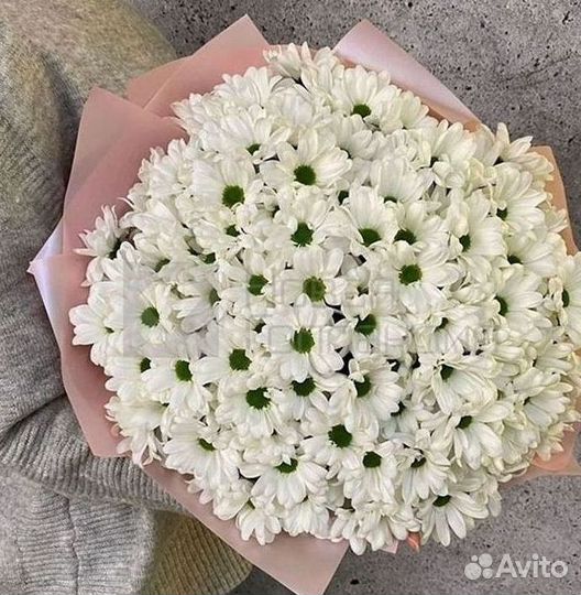 Хризантема Цветы Доставка