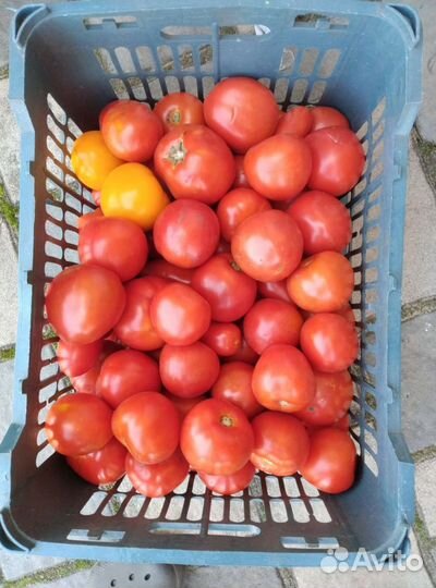 Помидоры свежие домашние