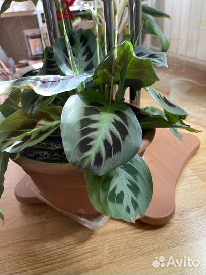 Комнатные цветы. Маранта. Калатея Орфиболия