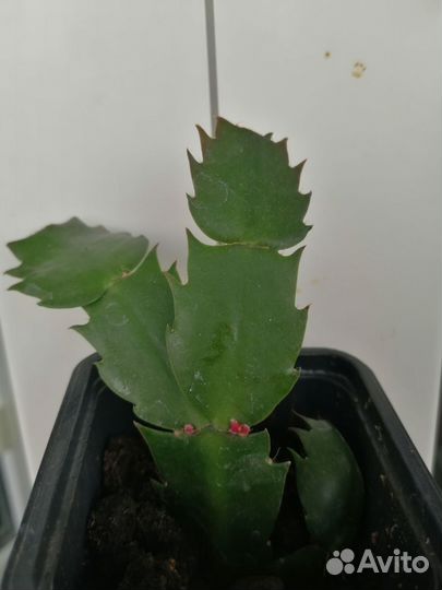 Декабрист шлюмбергера сортовой